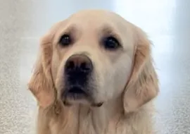 Lucca, a Wag Brigade member.