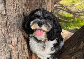 Ponzu, Wag Brigade member